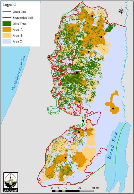 Karte der Olivenanbauflächen in Judäa und Samaria mit farblicher Unterscheidung der Verwaltungsgebiete A, B und C.