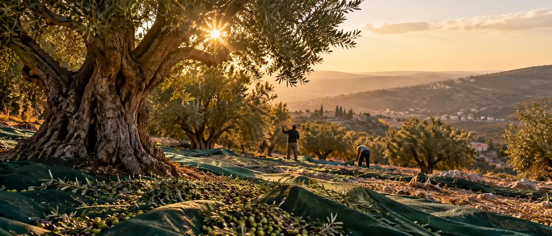 Olivenernte in Judäa und Samaria Olivenernte in Judäa und Samaria zwischen alten Bäumen und Terrassenfeldern im Abendlicht
